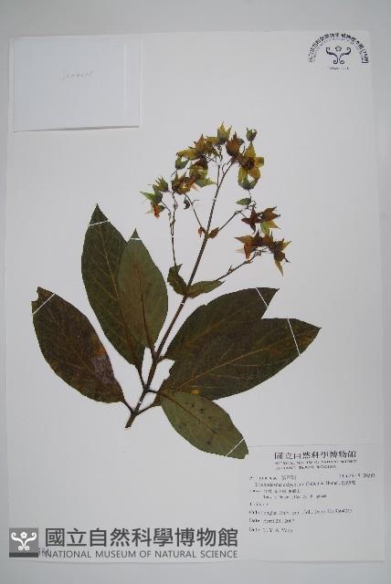 假酸漿藏品圖，第1張