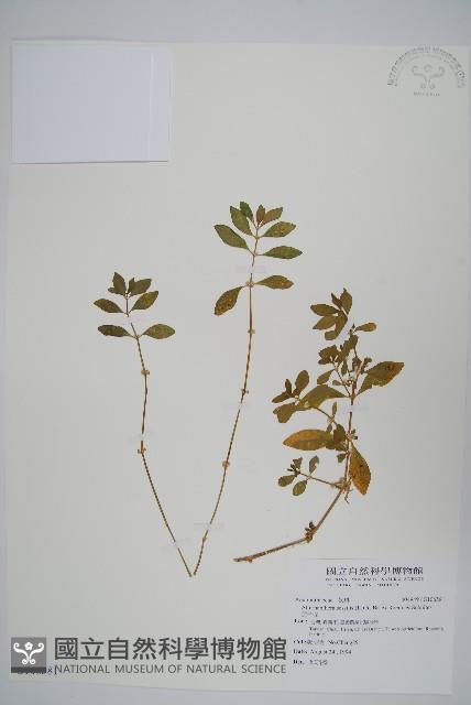 蓮子草藏品圖，第1張