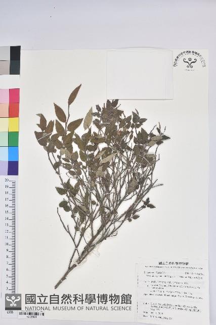 毛蕊花藏品圖，第1張