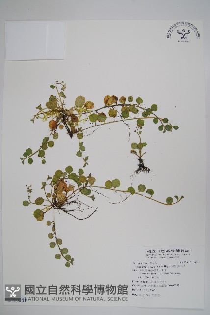 臺北附地草藏品圖，第1張