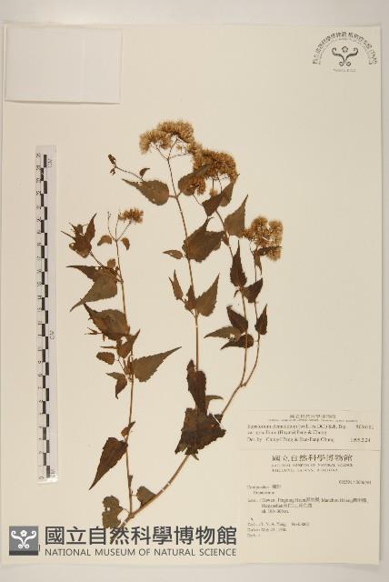 高士佛澤蘭藏品圖，第1張