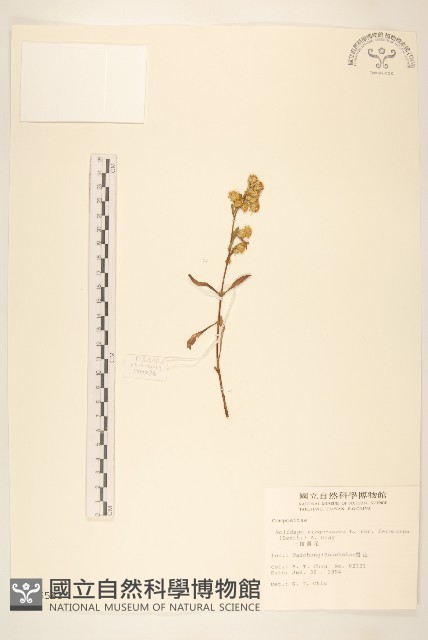 一枝黃花藏品圖，第1張