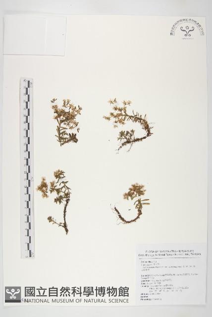 高山佛甲草藏品圖，第1張