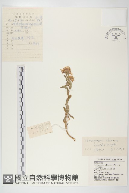 阿爾泰狗哇花藏品圖，第1張