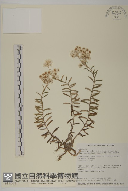 玉山抱莖籟簫藏品圖，第1張