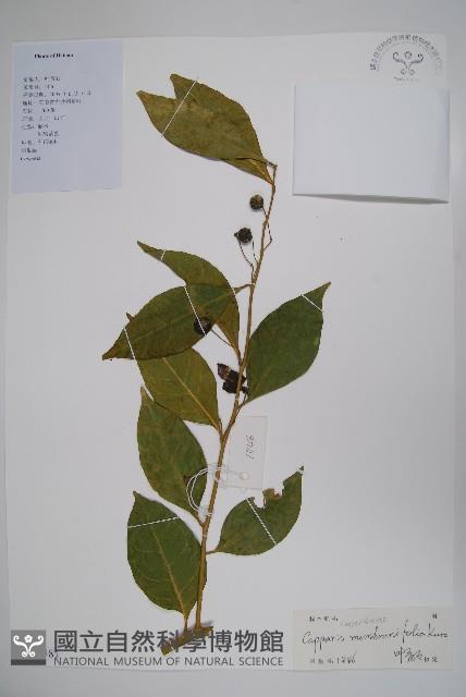 雷公桔藏品圖，第1張