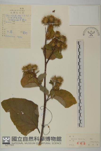 牛蒡藏品圖，第1張