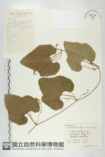 光高梁藏品圖，第1張