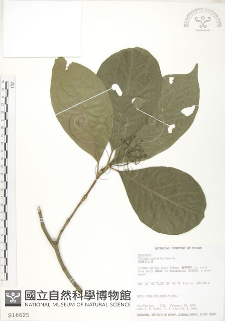 錫蘭玉心花藏品圖，第1張