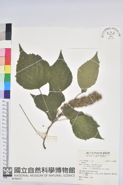 登錄號:S156625藏品圖，第1張