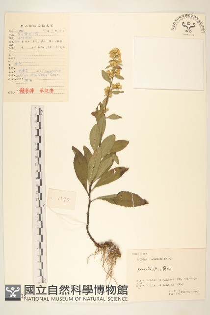 一枝黃花藏品圖，第1張