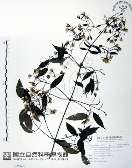 柱果鐵線蓮藏品圖，第1張