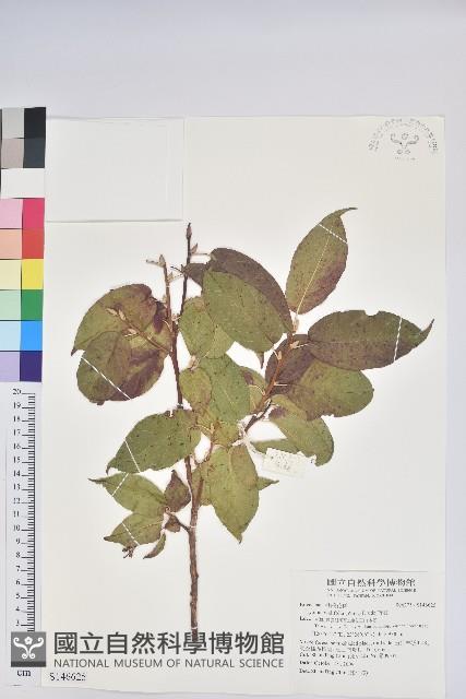 南燭藏品圖，第1張