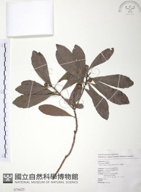 楊梅藏品圖，第1張