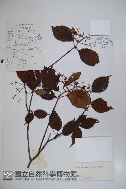 樺葉莢迷、玉山莢迷藏品圖，第1張