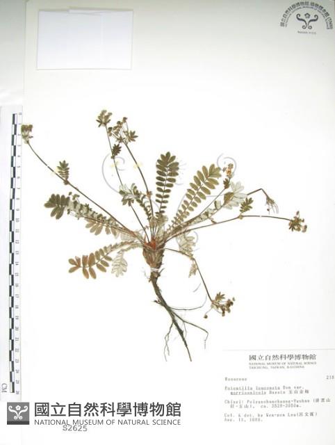 玉山金梅藏品圖，第1張