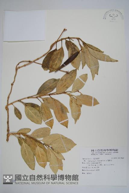 爬森藤藏品圖，第1張