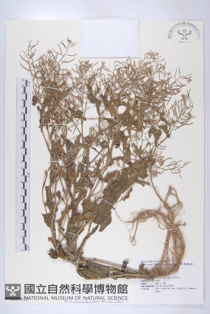 葶藶藏品圖，第1張