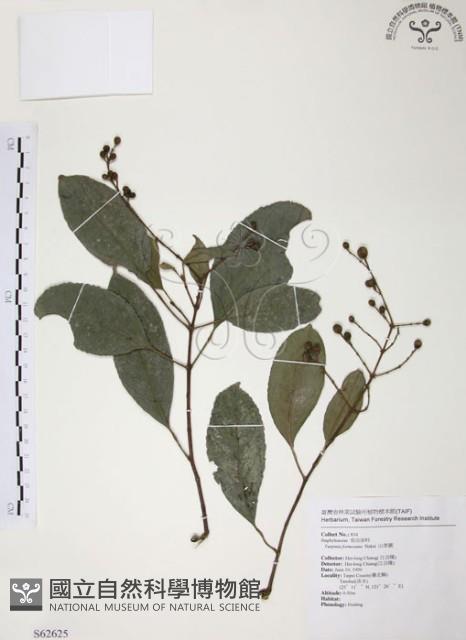 山香圓藏品圖，第1張