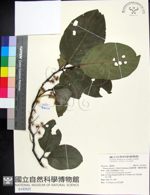 柿葉野櫻、蘭嶼野櫻花藏品圖，第1張