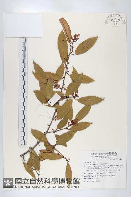 藤胡頹子藏品圖，第1張