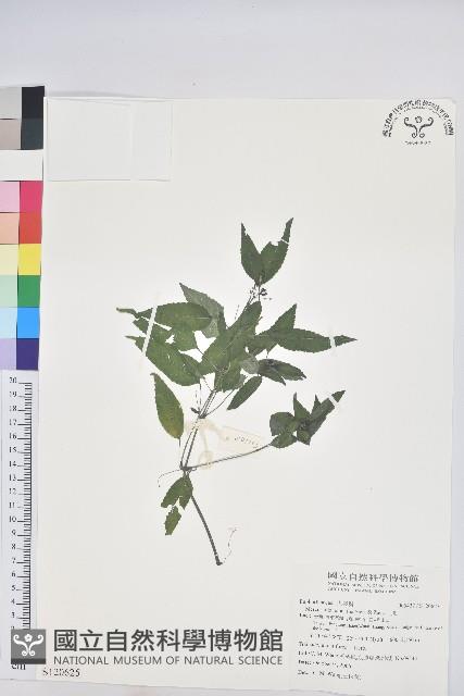 山靛藏品圖，第1張