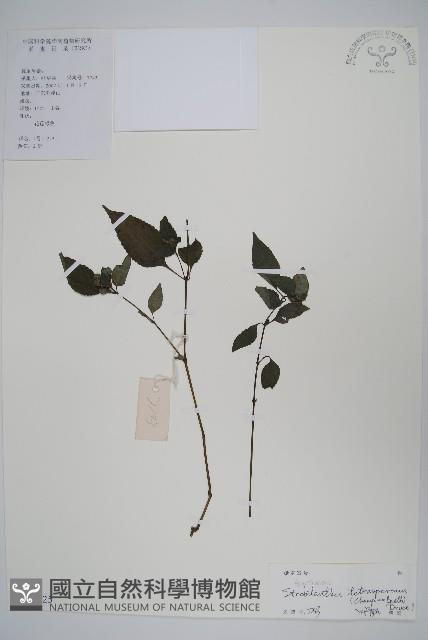 四子馬藍藏品圖，第1張