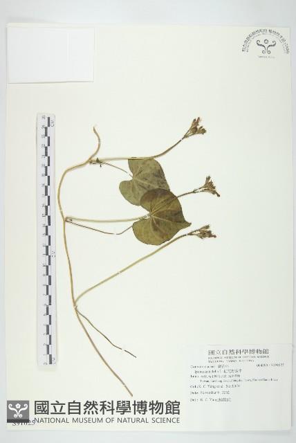 紅花野牽牛藏品圖，第1張