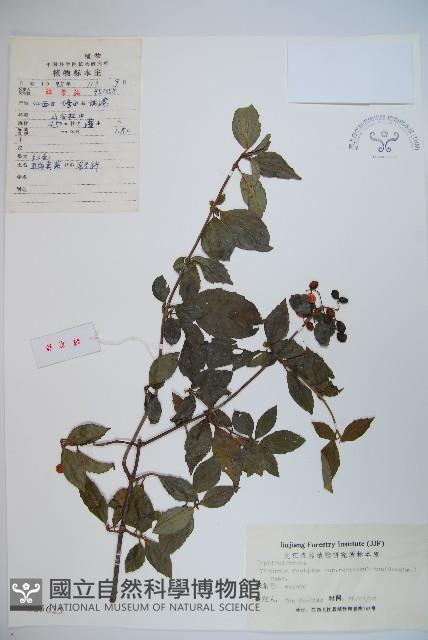 狹葉莢迷藏品圖，第1張