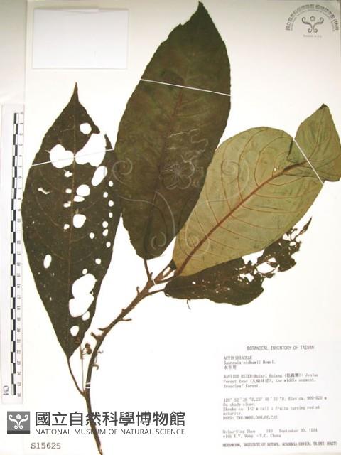 水冬瓜藏品圖，第1張