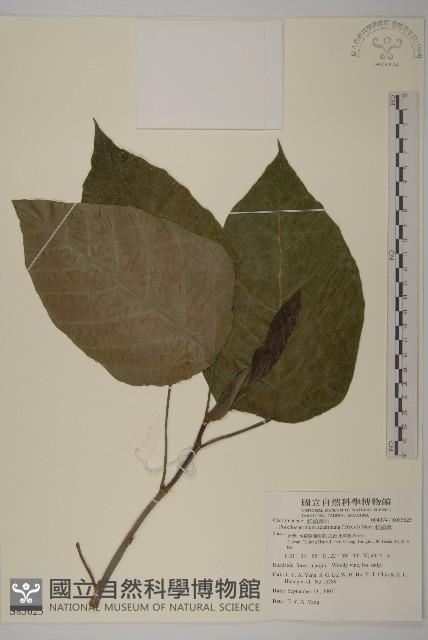 錐頭麻藏品圖，第1張