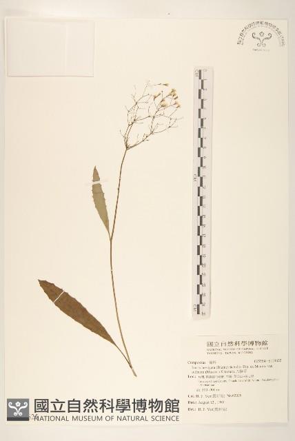 刀傷草藏品圖，第1張