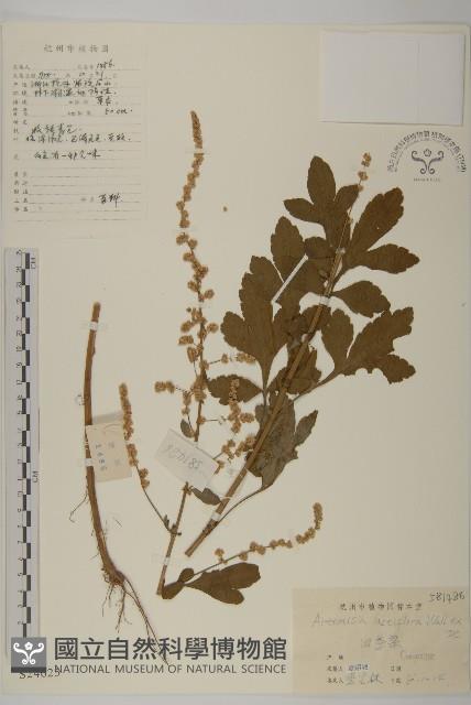 角菜、珍珠菜藏品圖，第1張