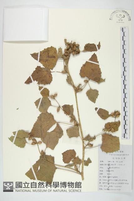 蒼耳藏品圖，第1張