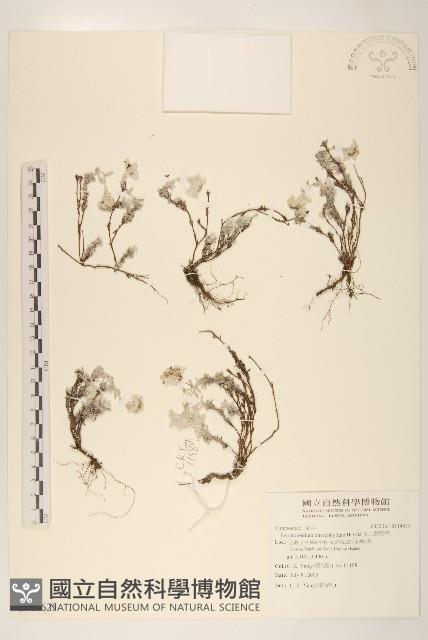 玉山薄雪草藏品圖，第1張