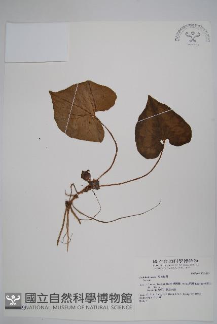 登錄號:S034625藏品圖，第1張