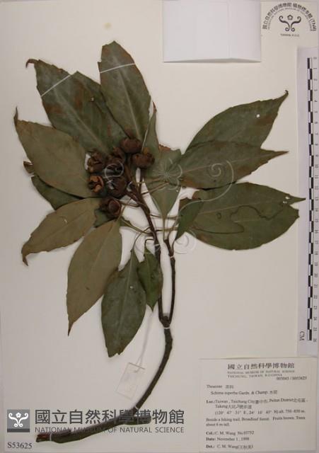 木荷藏品圖，第1張