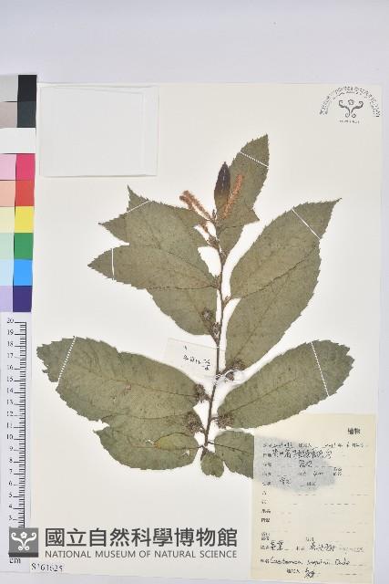 茅栗藏品圖，第1張