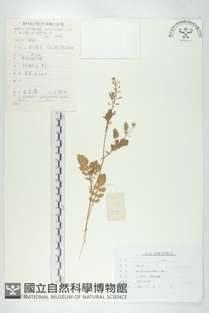 Accession Number:S107625 Collection Image, Figure 1, Total 3 Figures