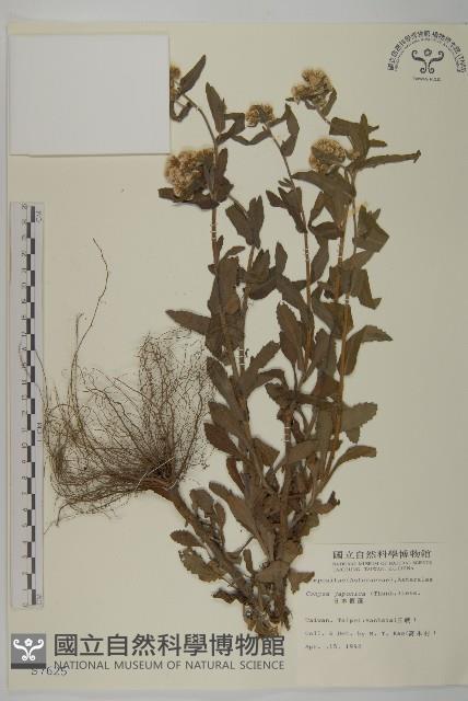 日本假蓬藏品圖，第1張