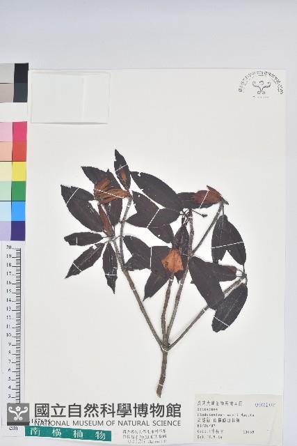 森氏杜鵑、森氏滿江紅藏品圖，第1張