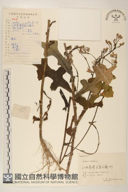 鵝仔草藏品圖，第1張