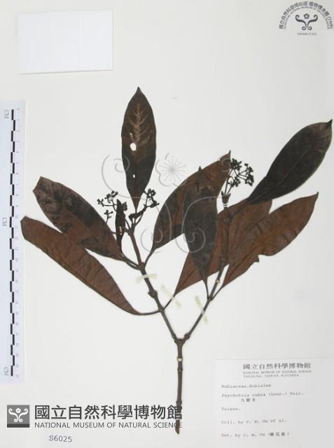 九節木、牛屎烏、青龍吐霧藏品圖，第1張