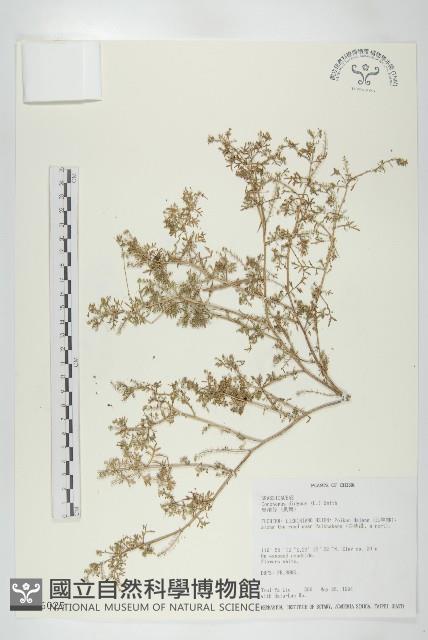 臭濱芥、臭薺藏品圖，第1張