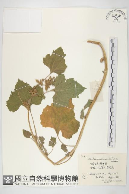 Accession Number:S056025 Collection Image, Figure 1, Total 2 Figures