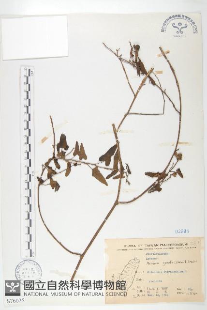 菜欒藤藏品圖，第1張