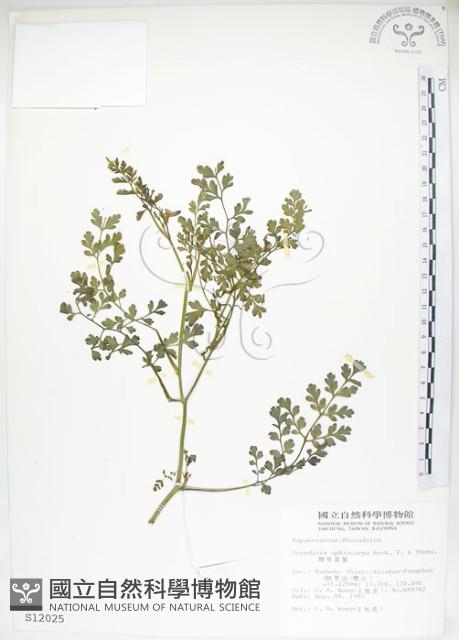 彎果黃菫藏品圖，第1張