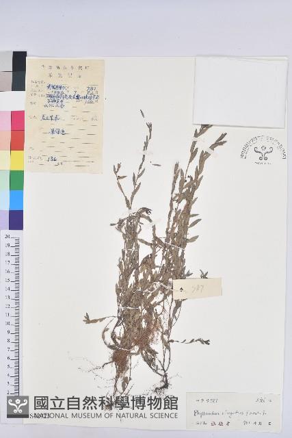 擬葉下珠、細葉油柑藏品圖，第1張