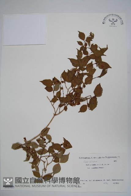 登錄號:S082025藏品圖，第1張