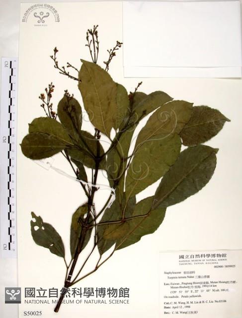 三葉山香圓藏品圖，第1張